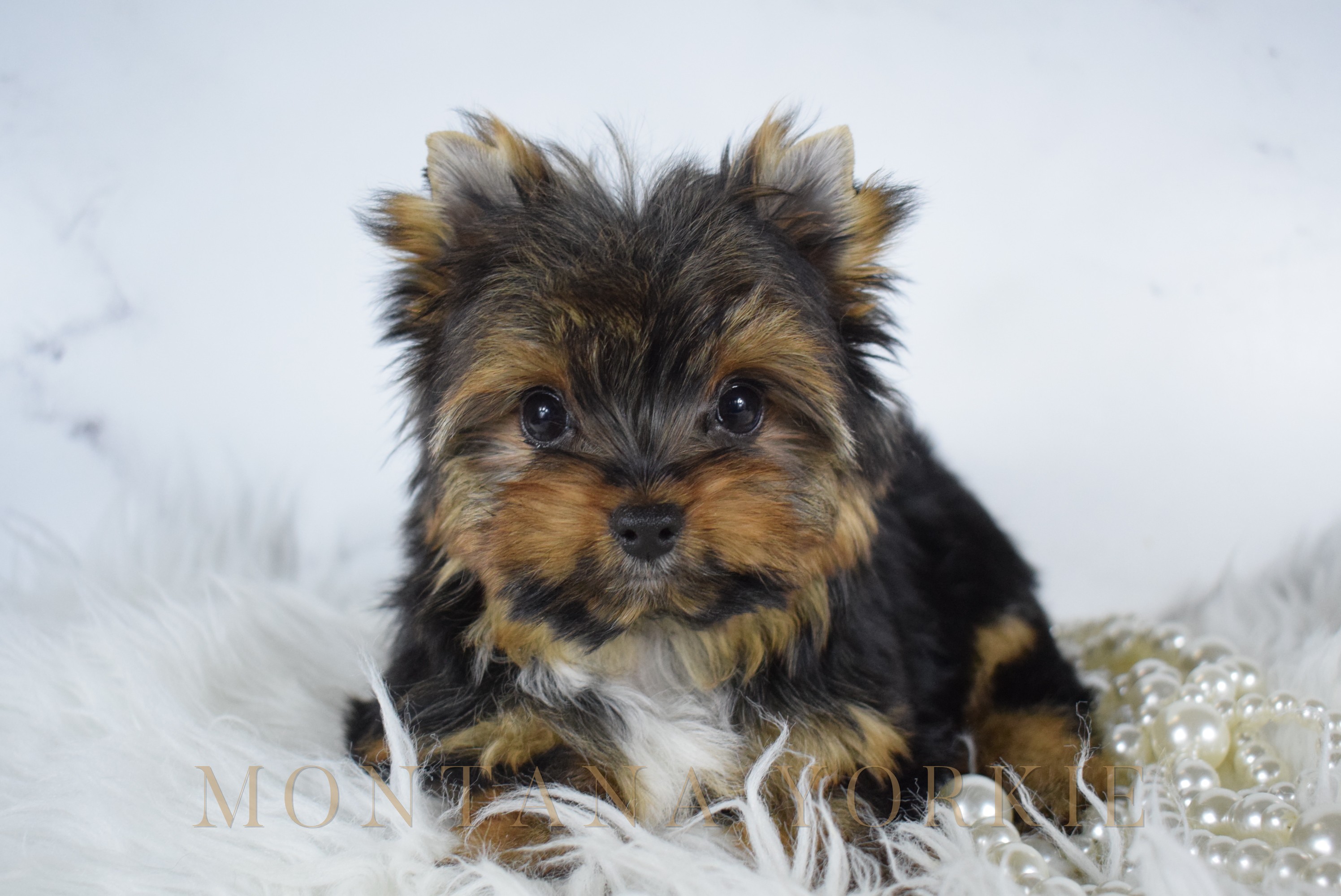 Yorkshire terrier puppy asleep on a folded cream throw