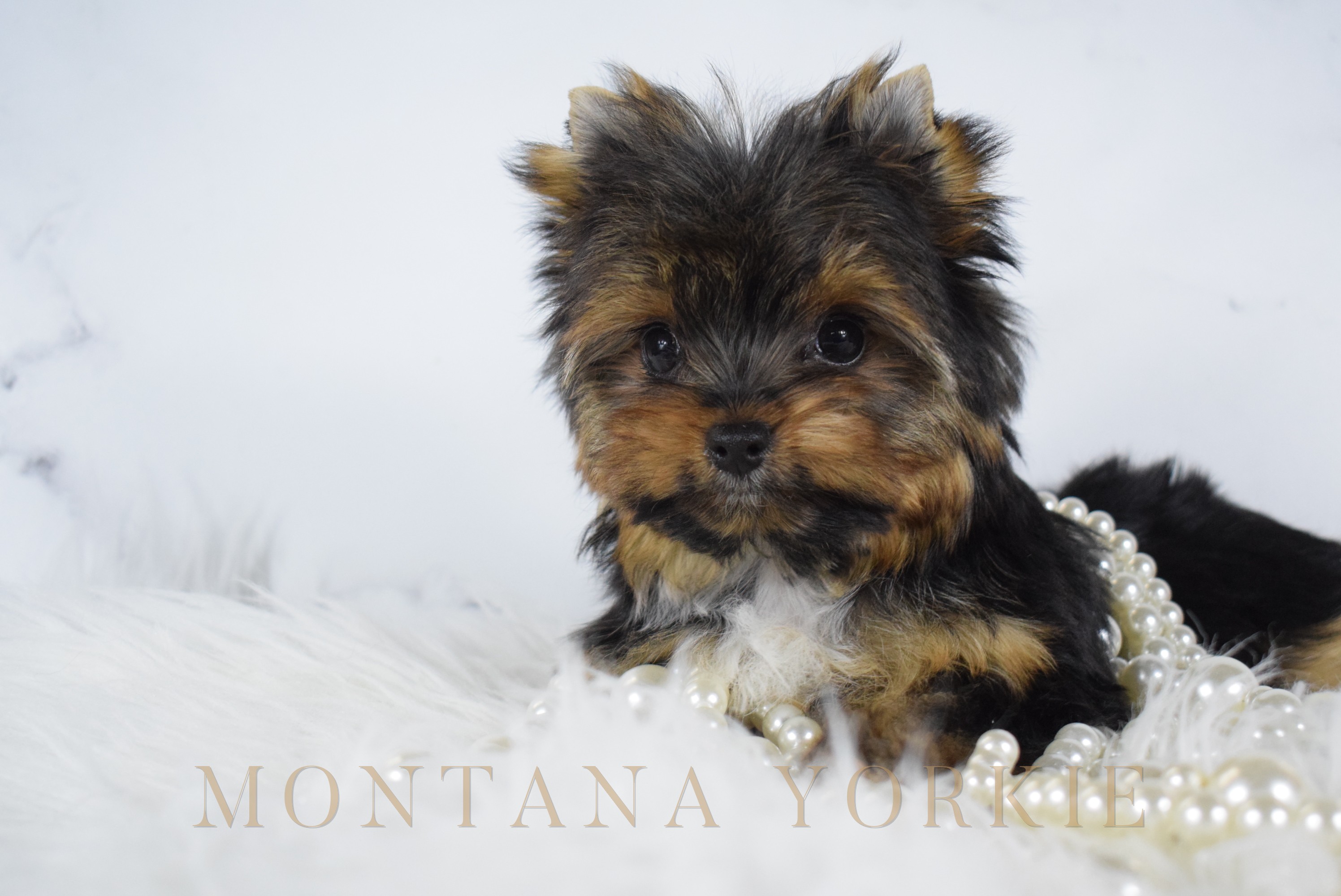 A litter of Yorkshire terrier puppies snuggled together