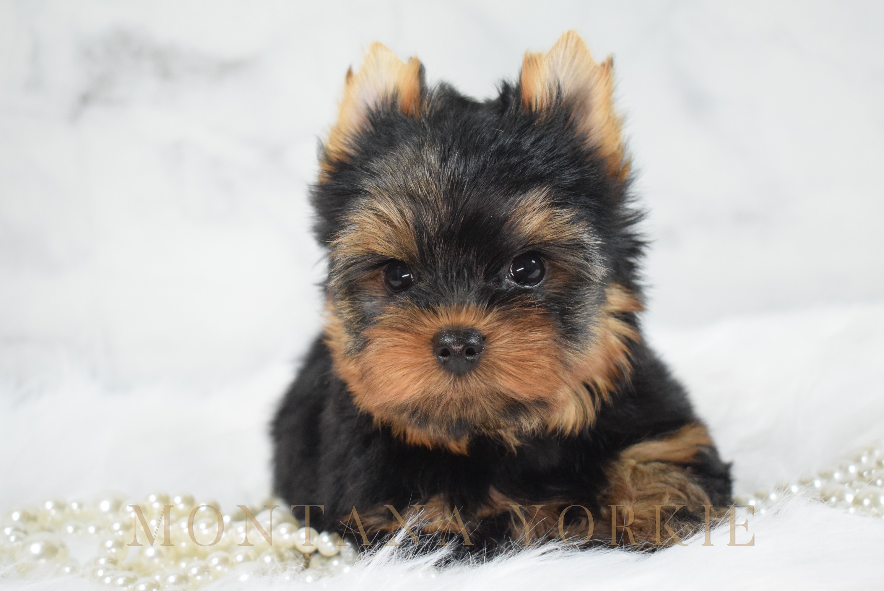 Portrait of one of the Montana Yorkie girls