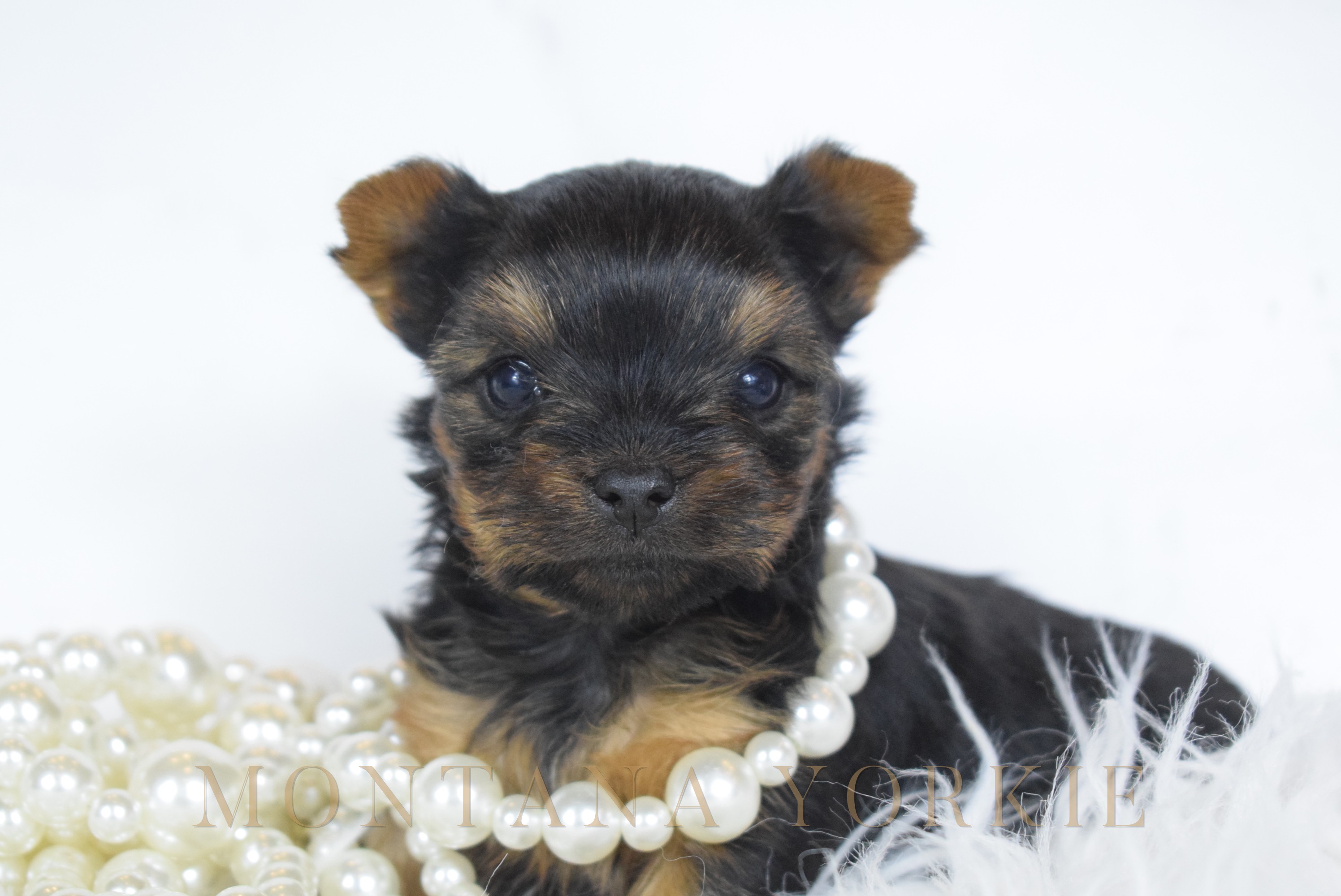 One of the Montana Yorkie girls, seated