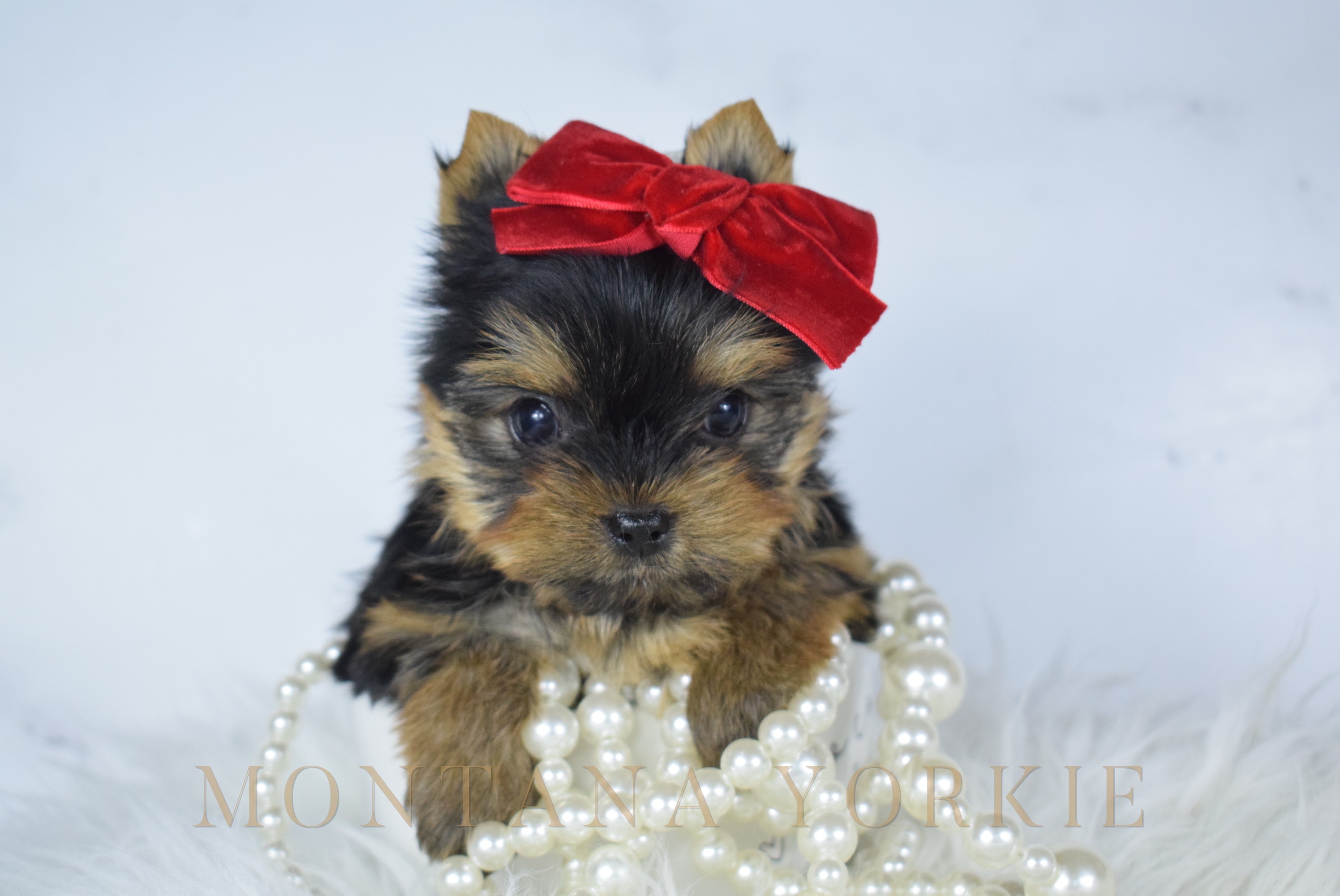 One of the Montana Yorkie girls sitting for a portrait