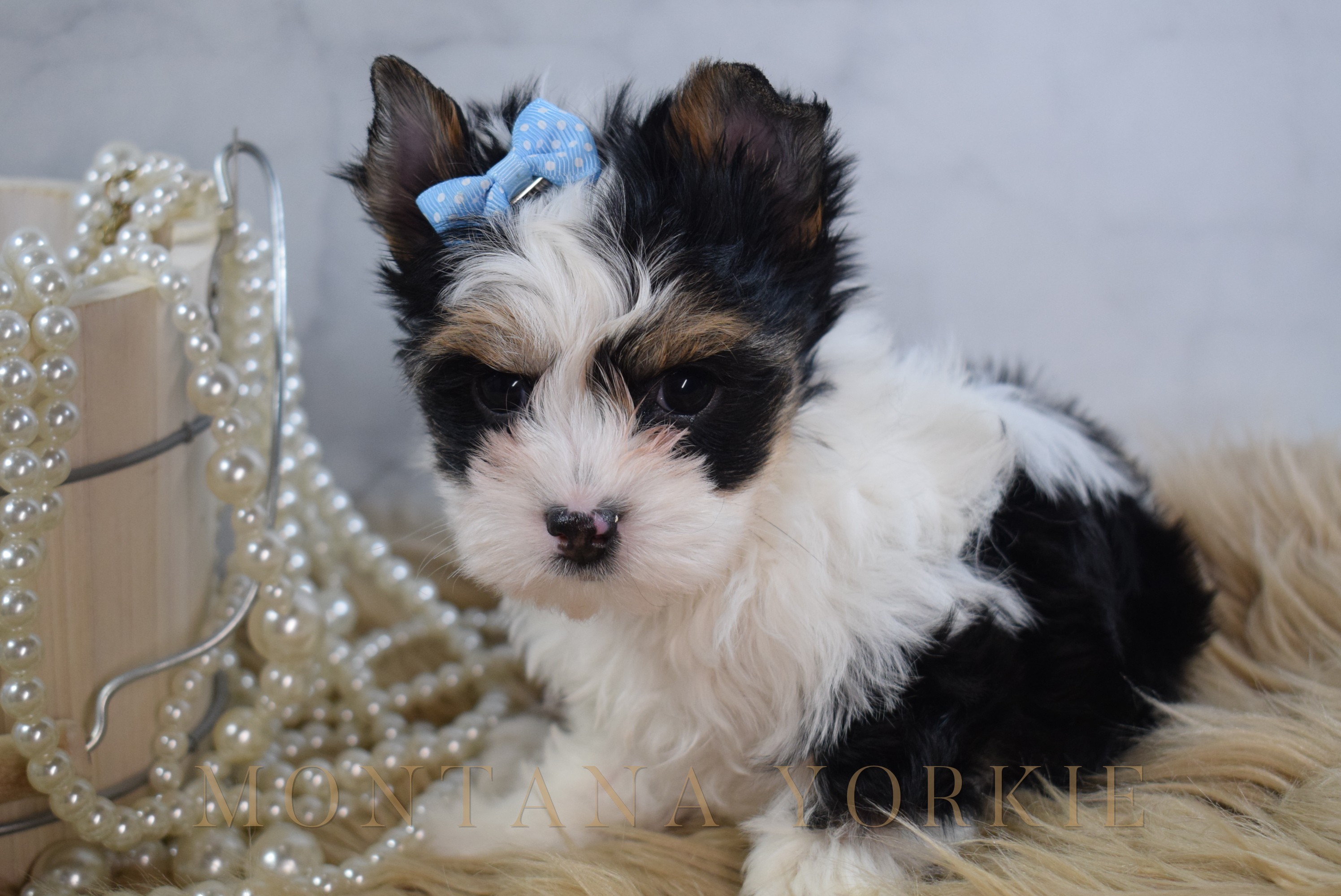 Yorkshire terrier puppy among the Christmas tree branches and ornaments