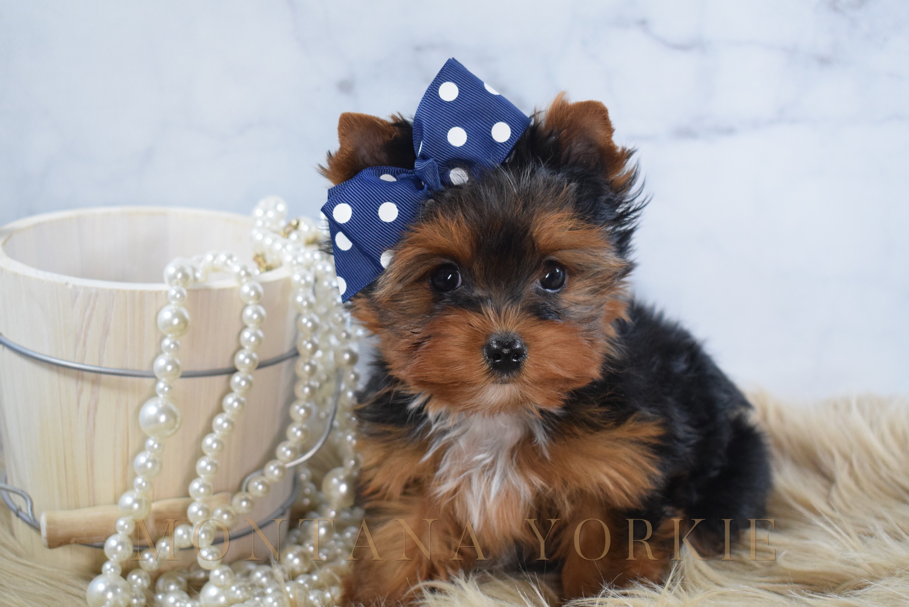 Chocolate and cream Yorkshire terrier puppy rolling in the grass
