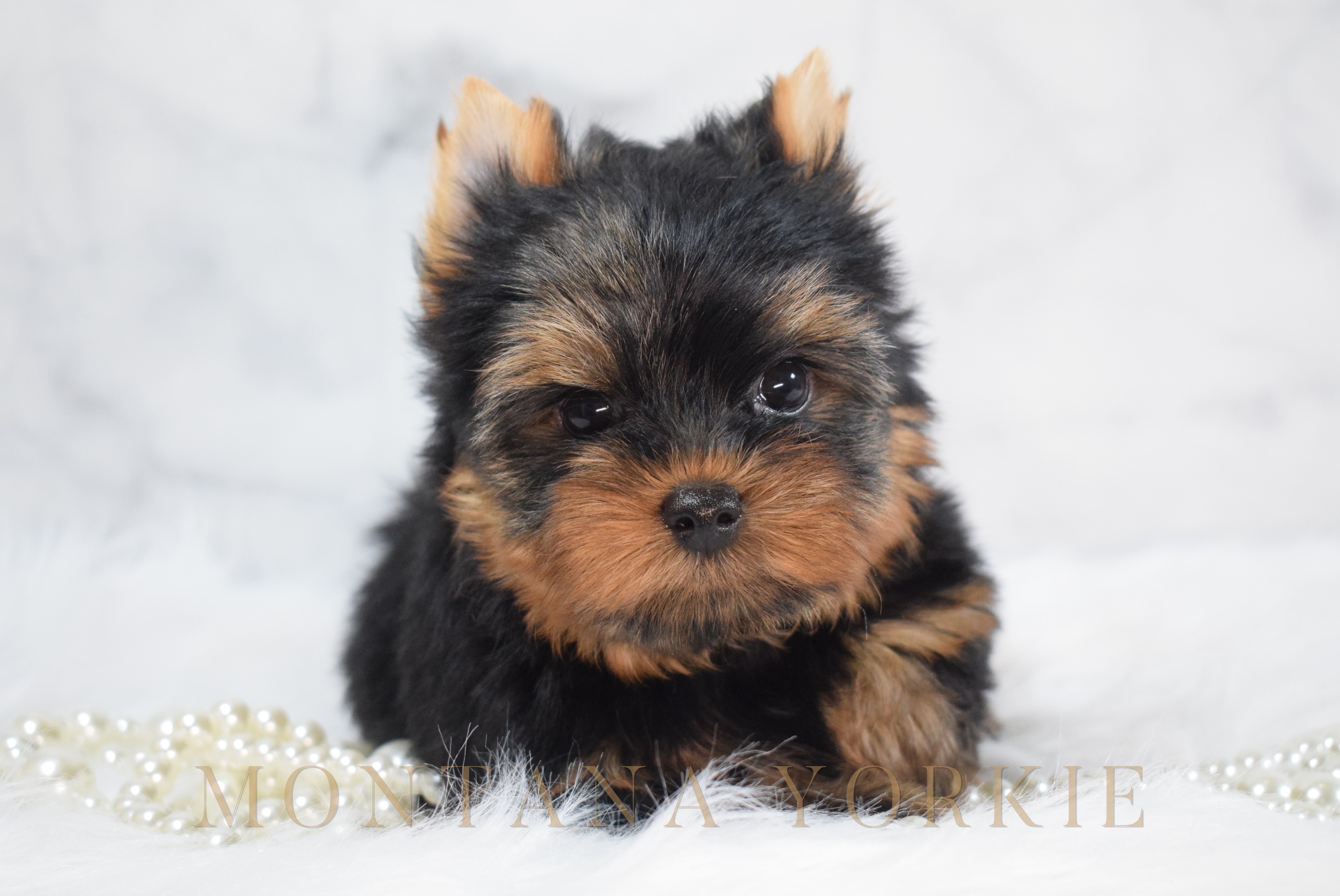 A black and tan teddy bear Yorkshire Terrier puppy lying on white fur with a string of pearls