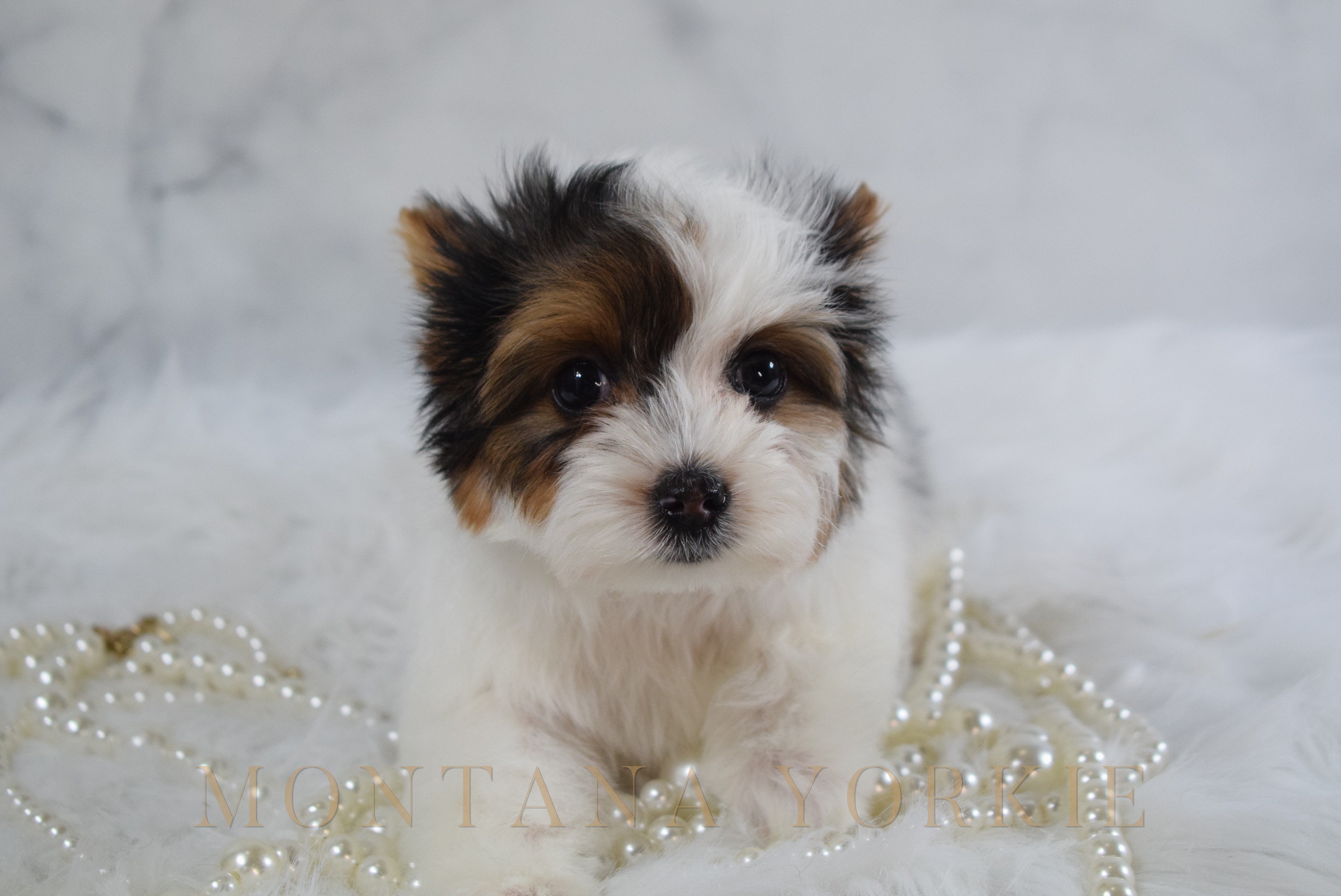 Golden blonde Yorkshire terrier puppy