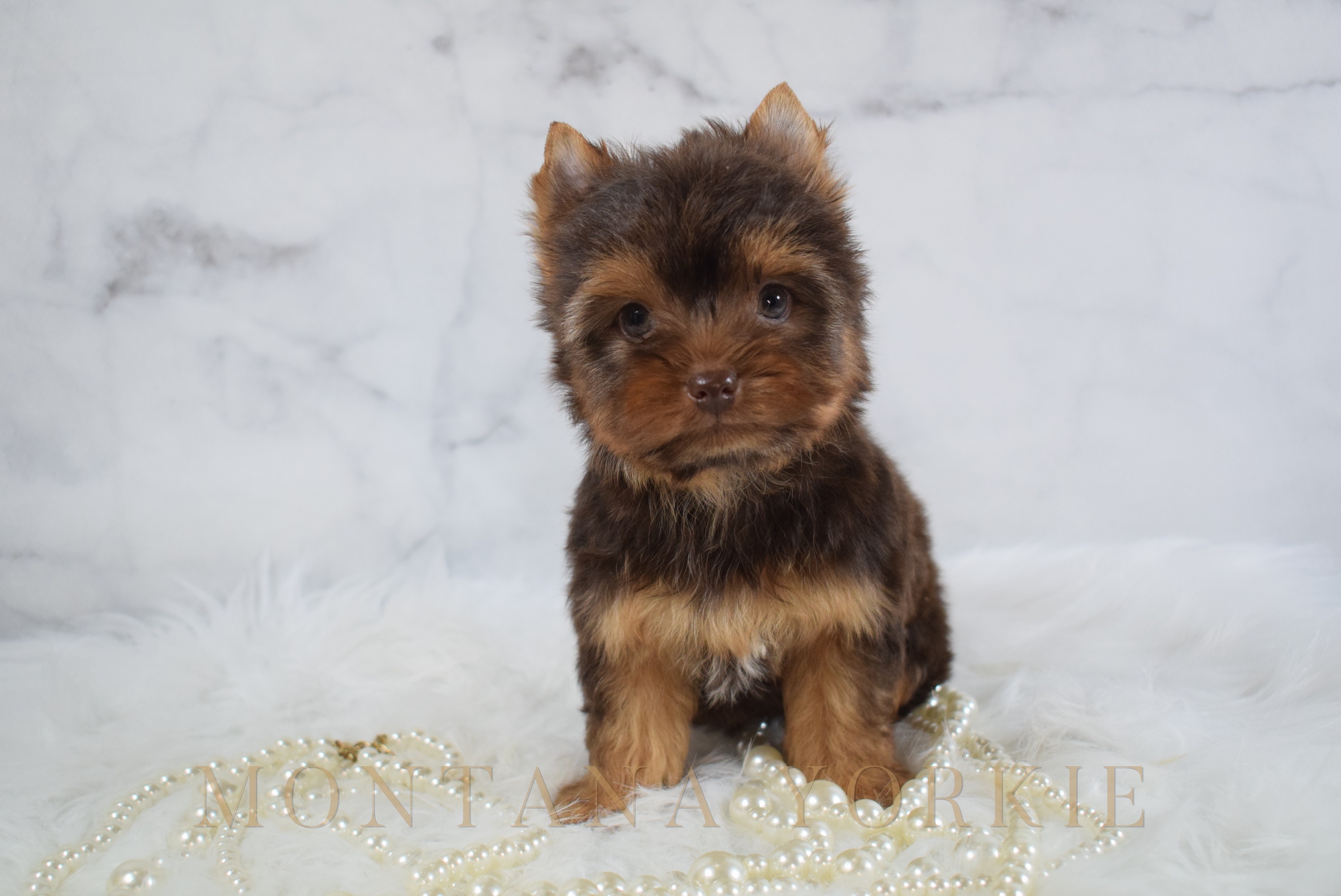 Chocolate Yorkshire terrier puppy