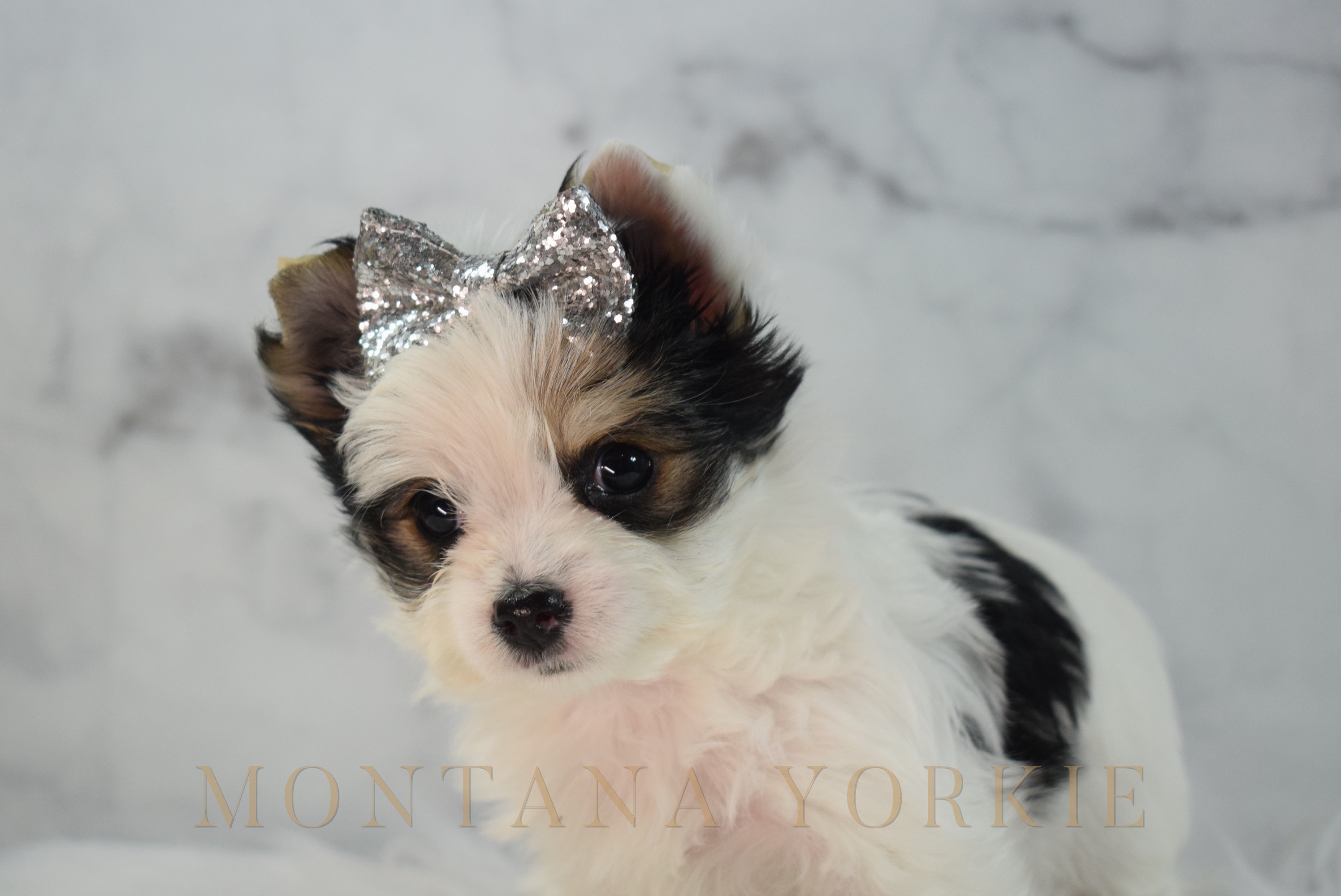 Parti-colored Yorkshire terrier puppy
