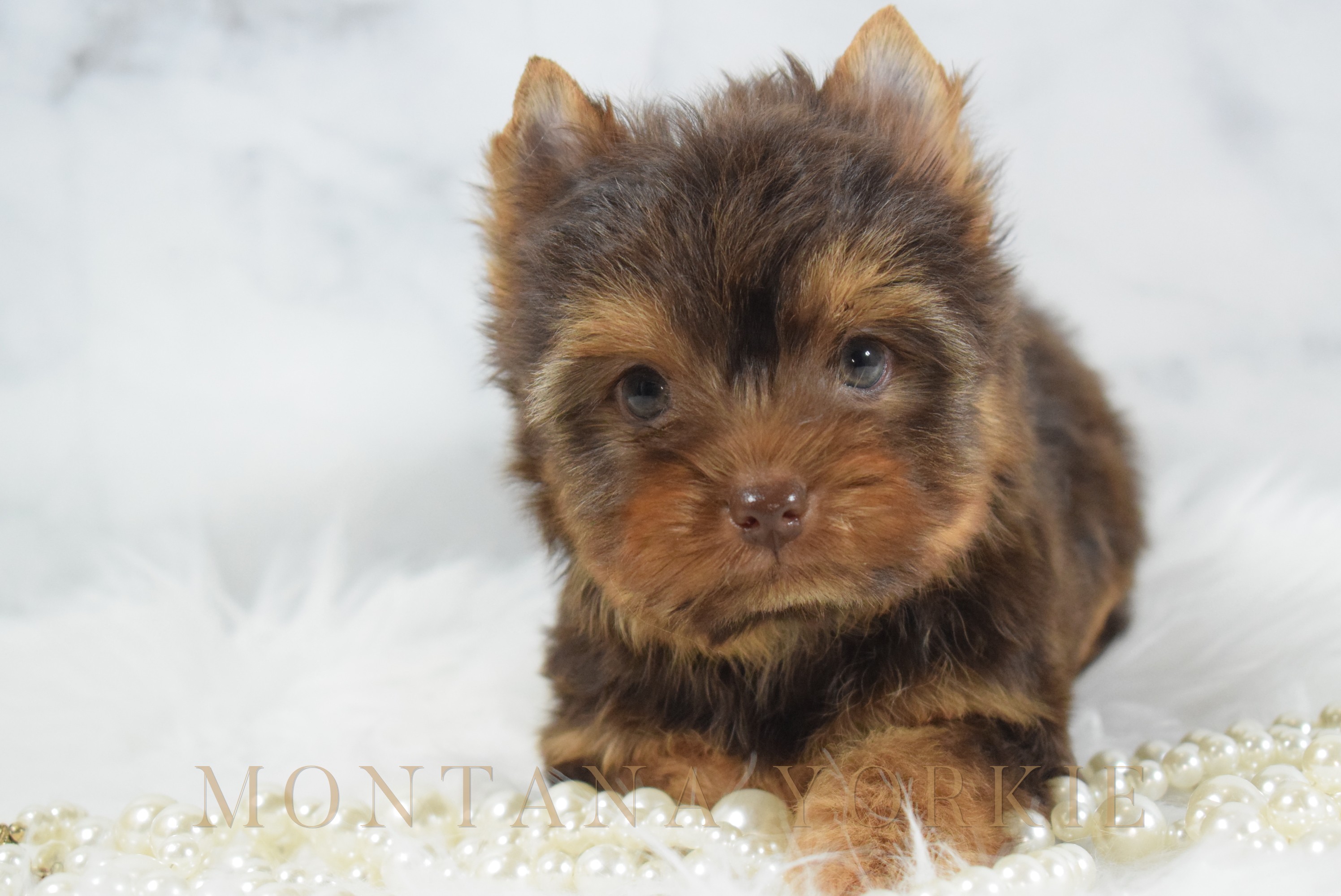Yorkshire terrier puppy with a steel blue and tan coat