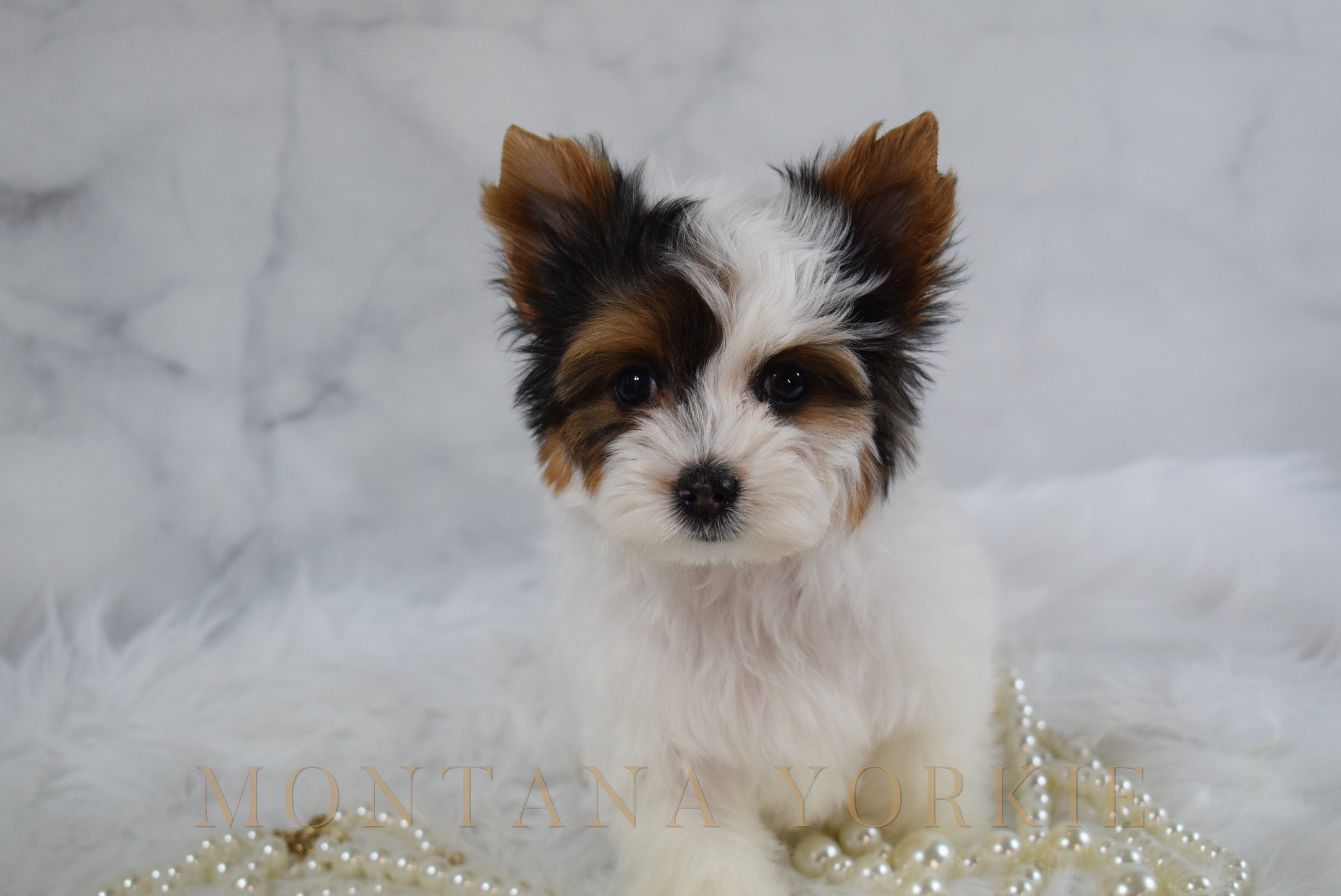 Blanche, a blonde Yorkshire Terrier puppy resting on a cream blanket