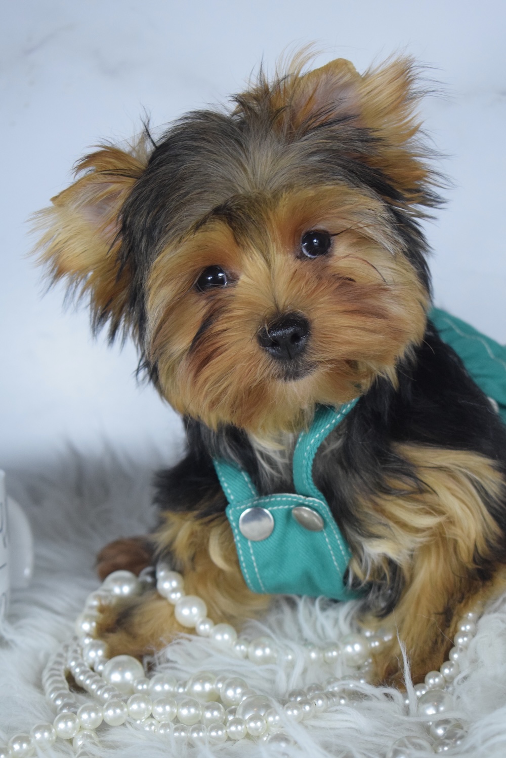 A black and tan teddy bear Yorkie puppy in teal overalls sitting on white fur with pearls